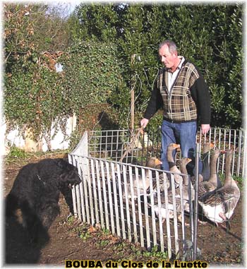 le bouvier des flandres et les oies - Elevage du CLOS DE LA LUETTE - COPYRIGHT DEPOSE